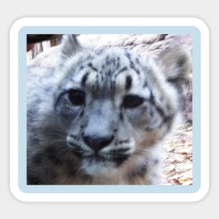 Snow Leopard Sticker